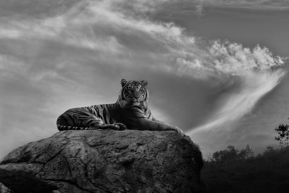 Majestic Tiger on Rock by Krystina Wisniowska — canvas wall art