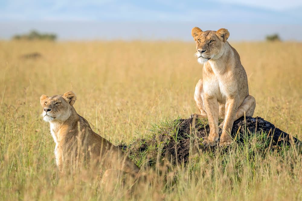 Watchful Savanna Lionesses by Roshkumar — canvas wall art