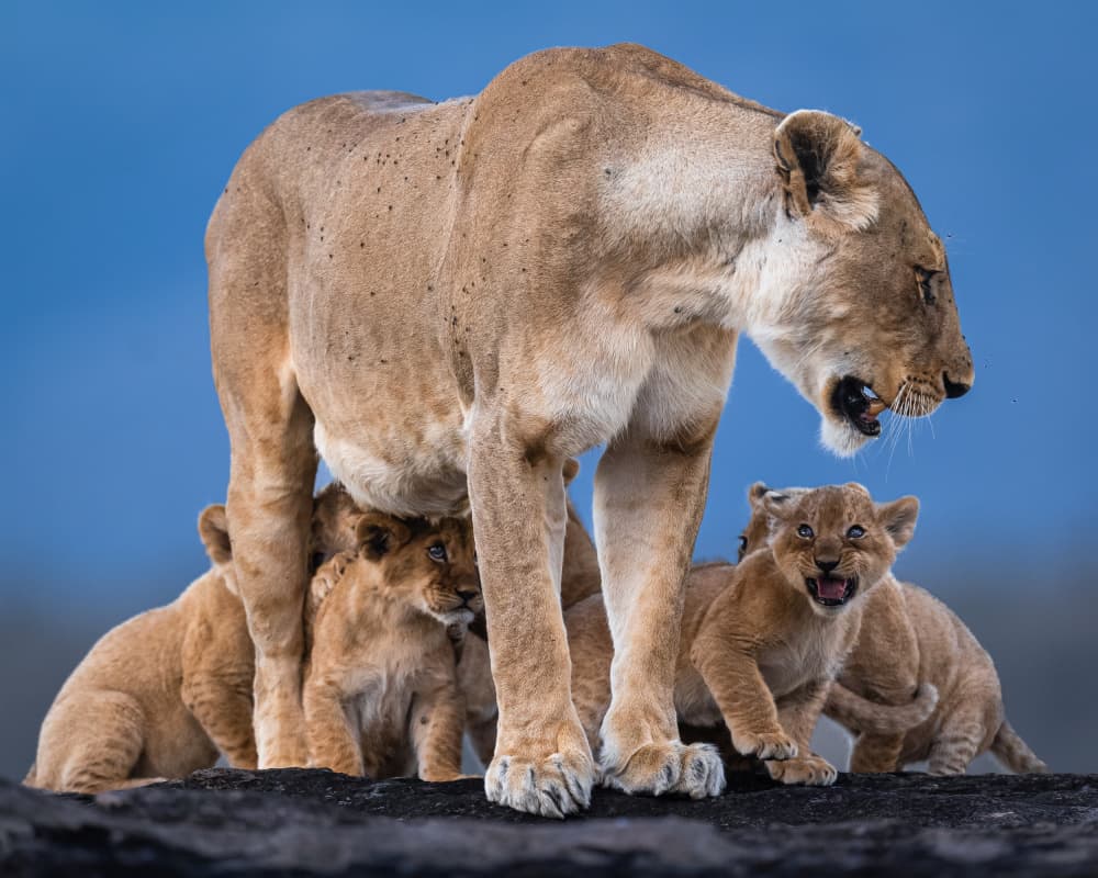 Mother Lioness And Cubs by Ahmed Sobhi — canvas wall art