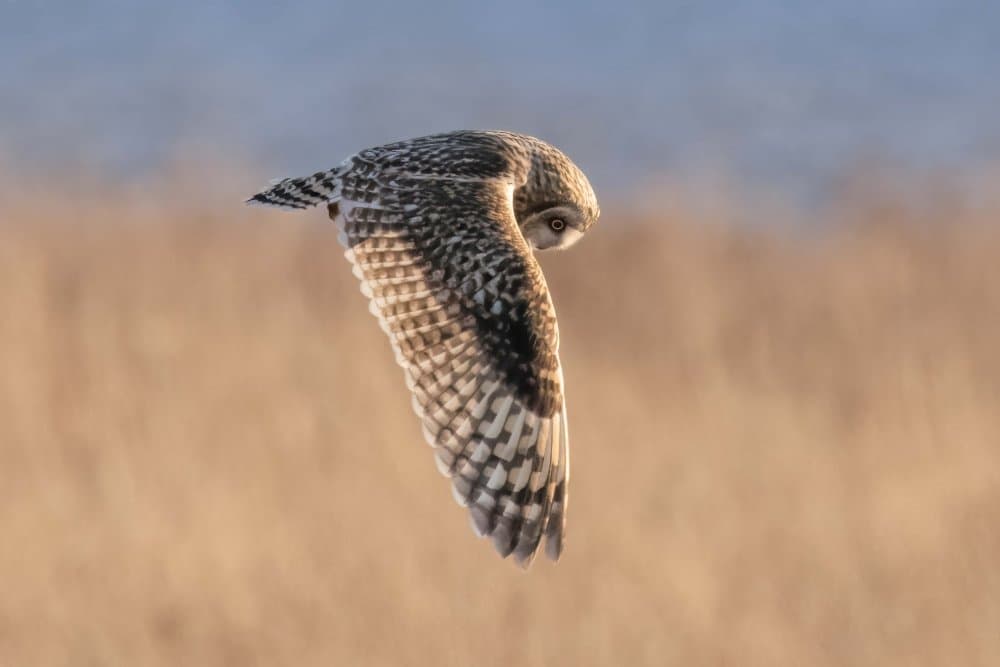 Graceful Owl Flight by Tony Xu — canvas wall art