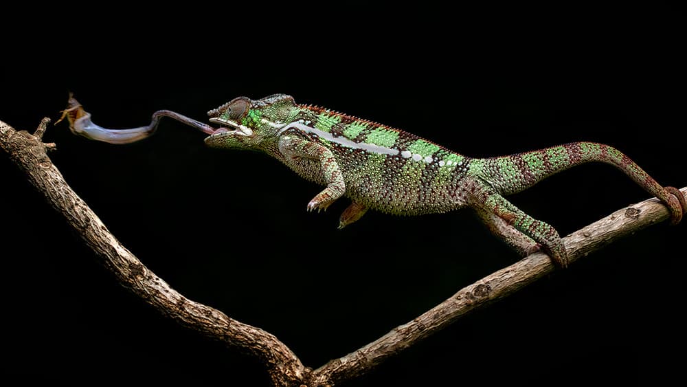 Chameleon Catching Prey by Hendy Mp — canvas wall art
