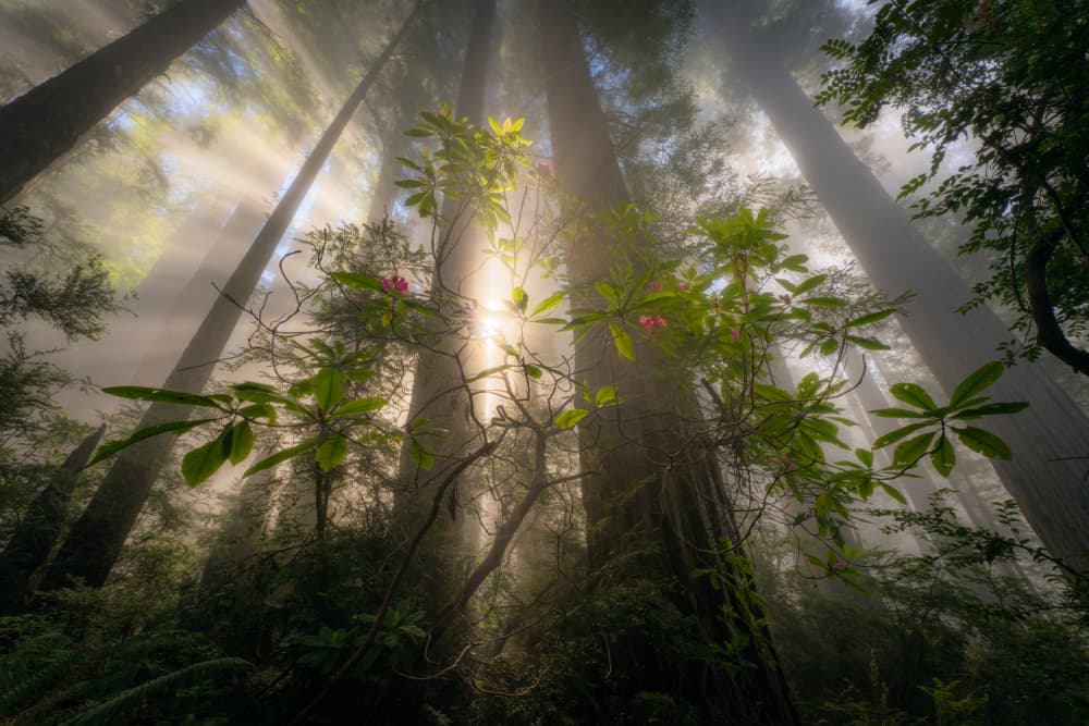 Redwood Forest Light Rays by Gerald Macua — canvas wall art