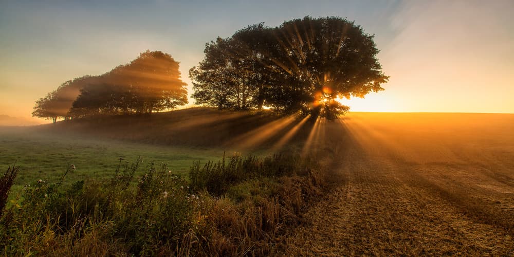 Golden Light Through Mist by Leif Løndal — canvas wall art