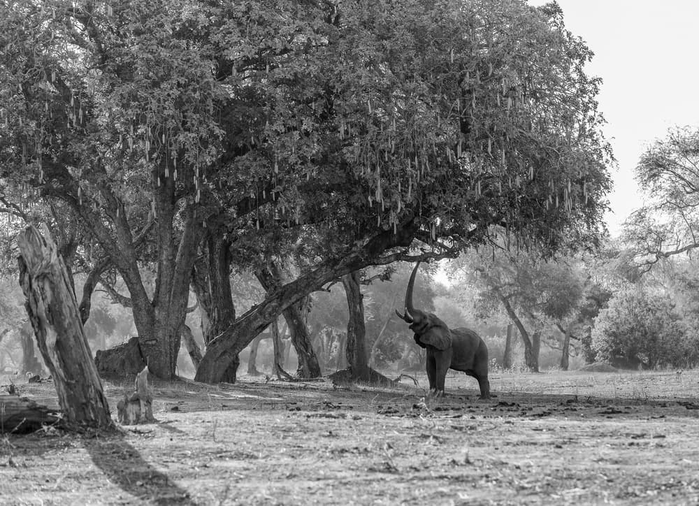 African Elephant Foraging by Jaco Marx — canvas wall art