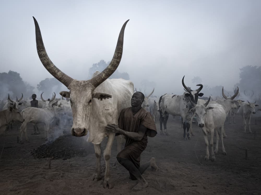 Dinka Man and Sacred Cattle by Elena Molina — canvas wall art