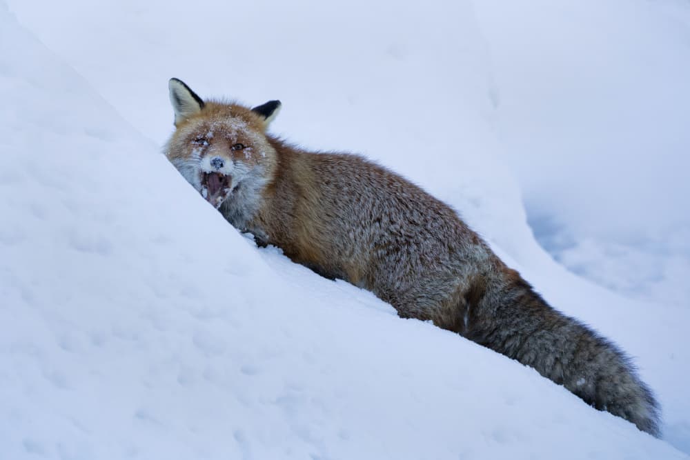Yawning Red Fox by Paolo Bolla — canvas wall art