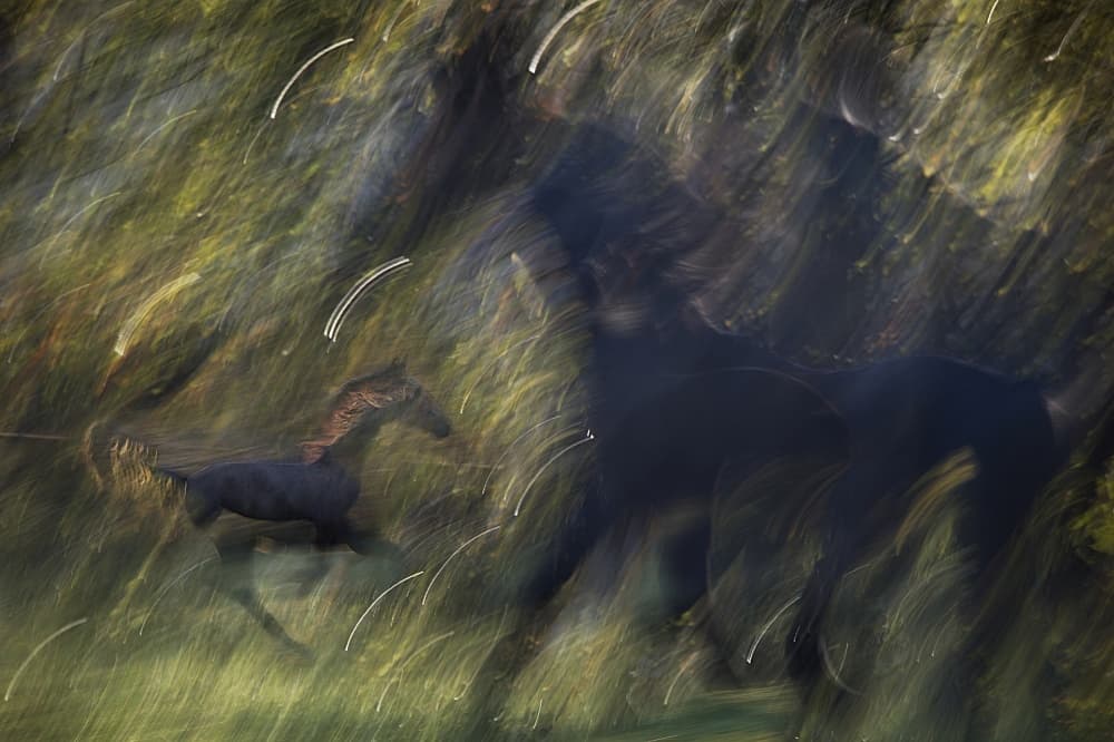 Galloping Horses Blur by Milan Malovrh — canvas wall art