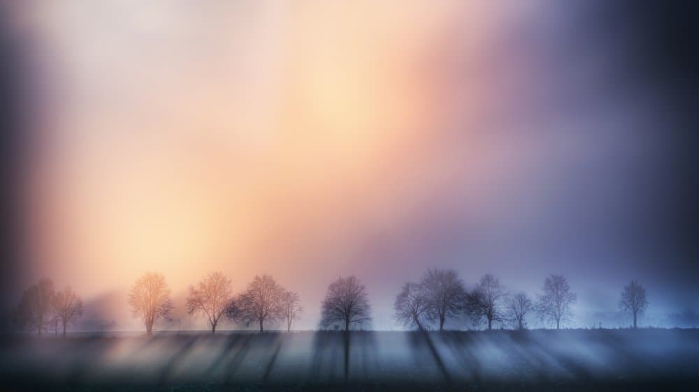 Ethereal Light Trees by Dusan Ignac — canvas wall art