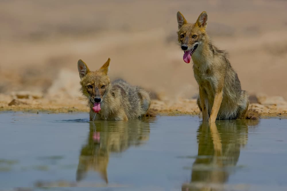 Jackals Drinking Water by David Manusevich — canvas wall art