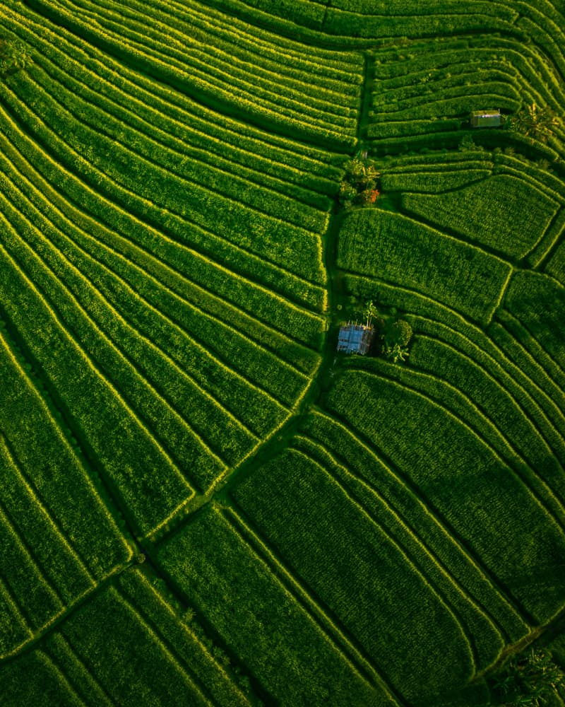 Vibrant Rice Terraces by Irene Wu — canvas wall art