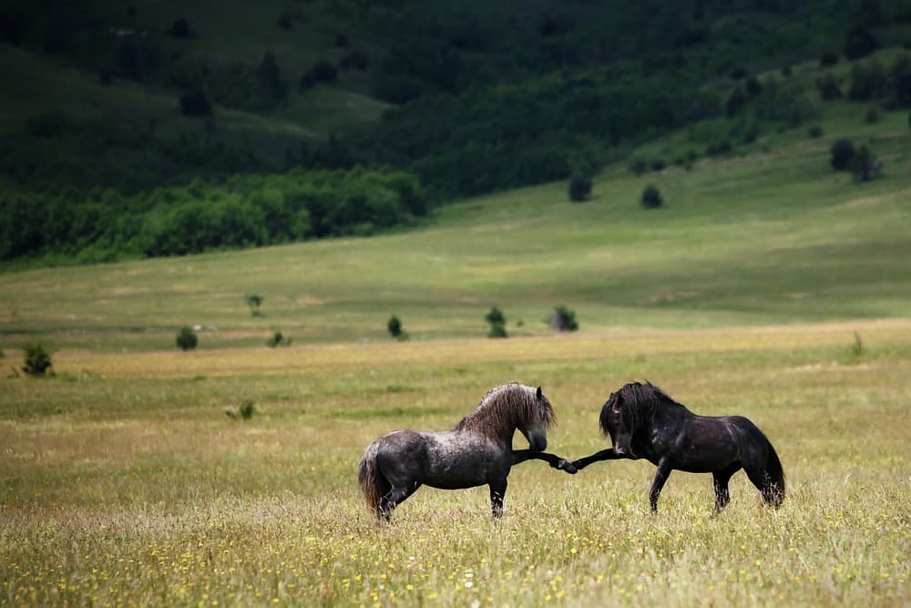 Gentle Horse Bond by Vedran Vidak — canvas wall art