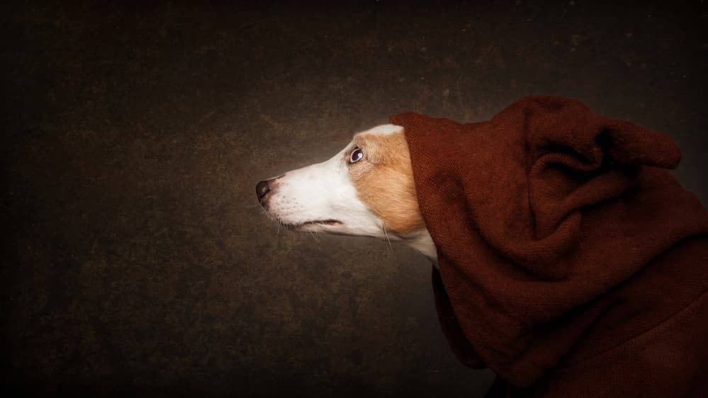 Brown Cloaked Dog by Heike Willers — canvas wall art