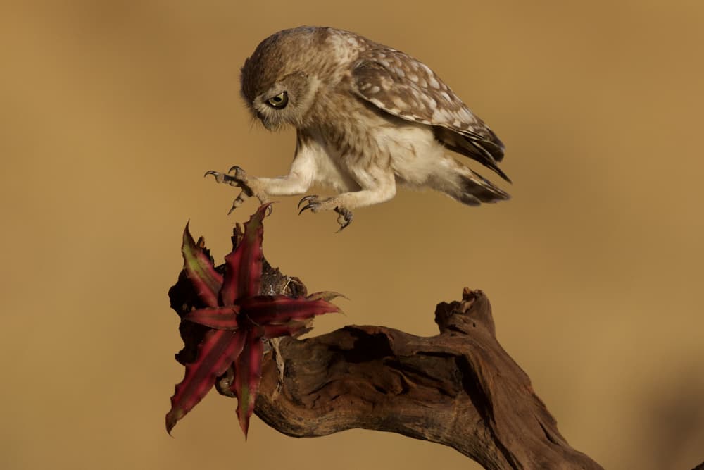 Flying Little Owl by David Manusevich — canvas wall art