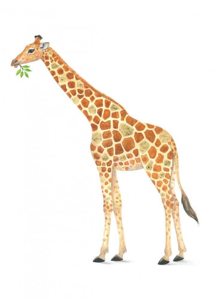Giraffe's Snack Time by Isabelle Brent — canvas wall art