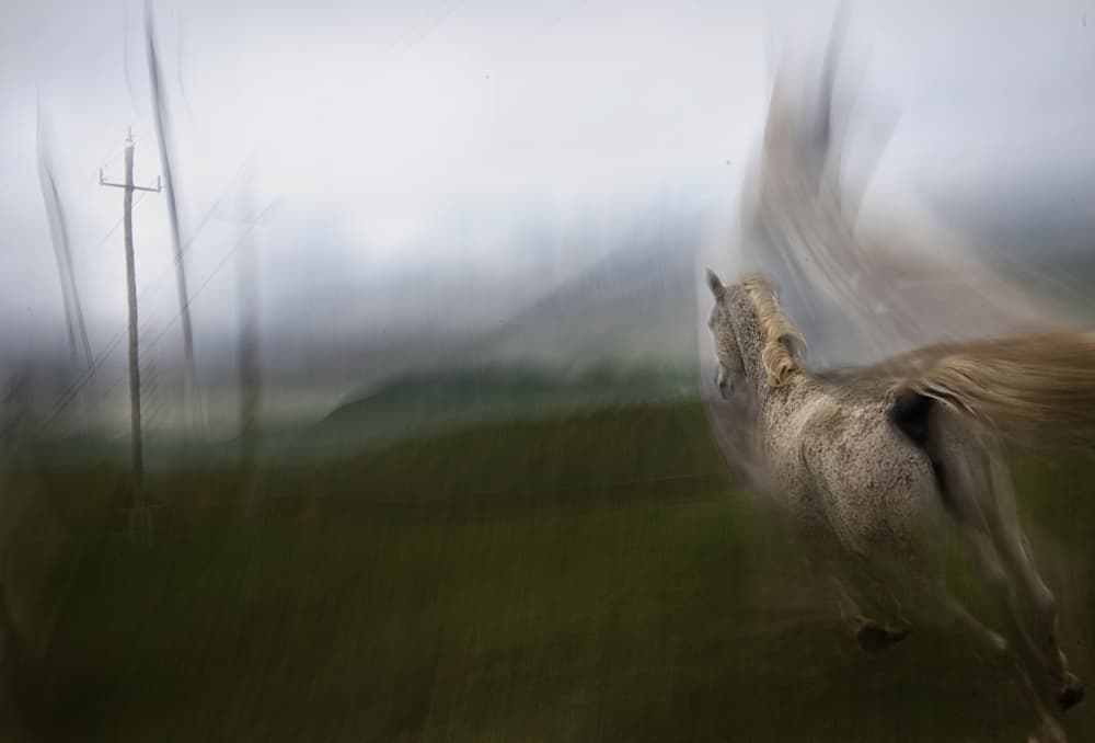 Blurred Wild Horse by Milan Malovrh — canvas wall art