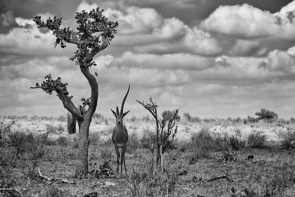 Monochrome African Gazelle by Marcel Rebro — canvas wall art