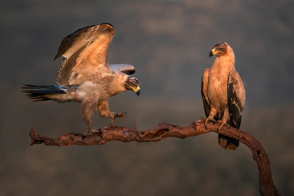 Golden Hour Eagles by Xavier Ortega — canvas wall art