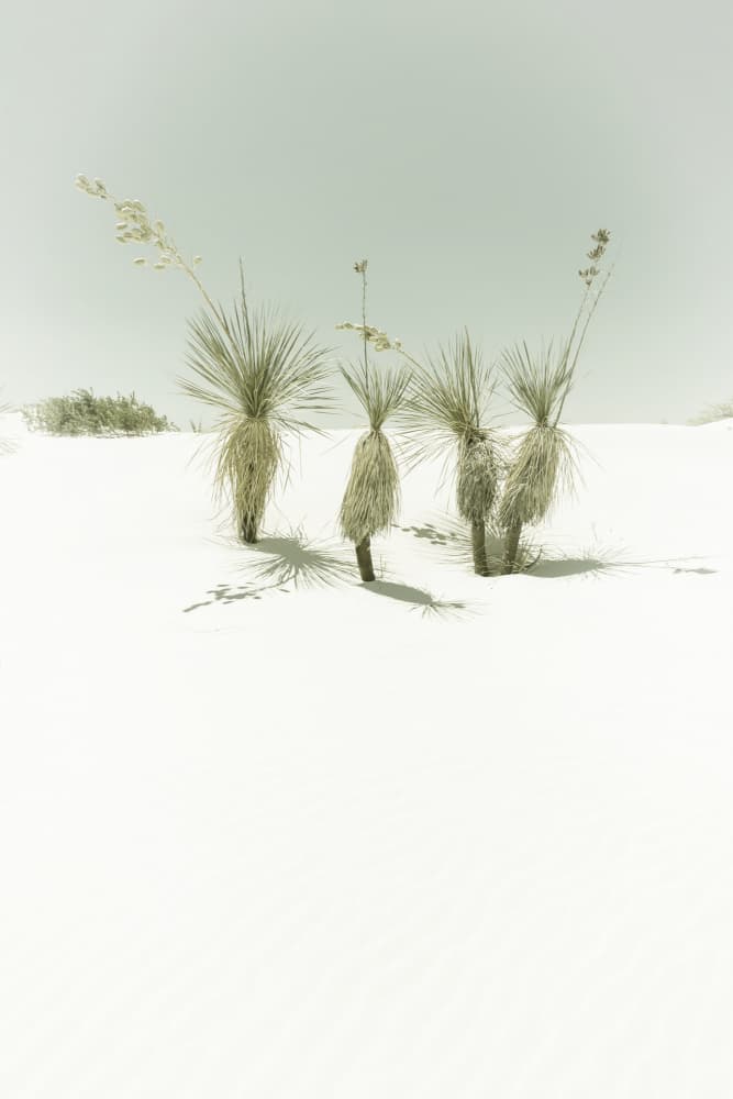 White Sands Desert Plants by Melanie Viola — canvas wall art
