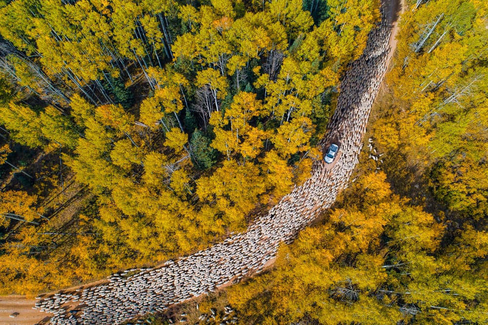 Golden Forest Sheep Herd by John Fan — canvas wall art