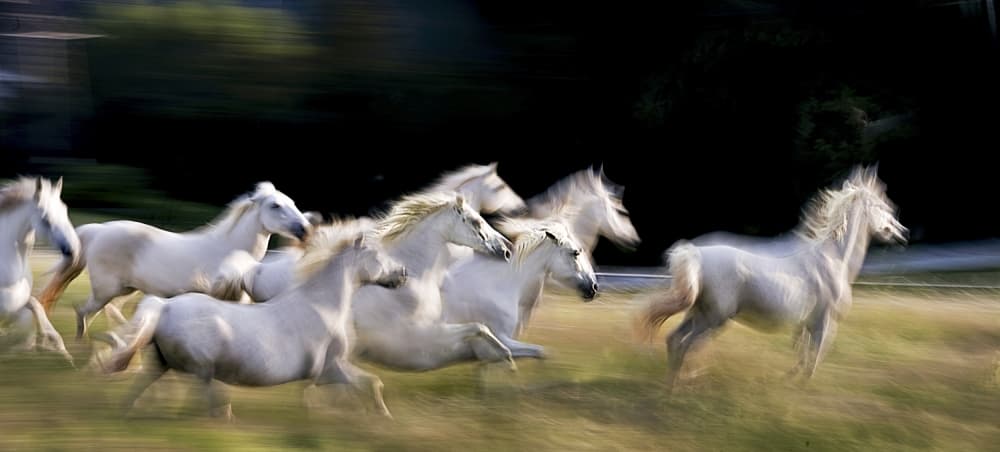 Galloping White Horses by Milan Malovrh — canvas wall art