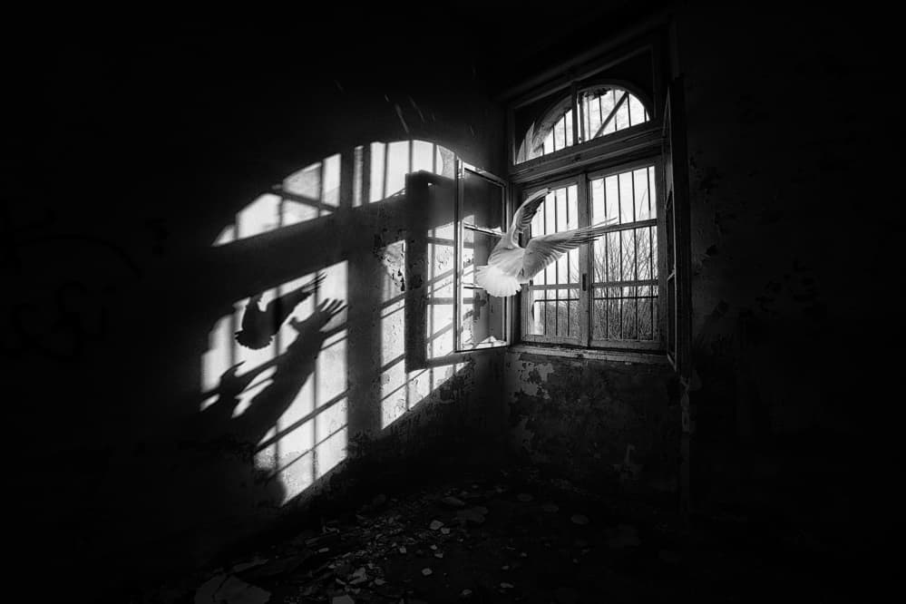 Bird Window Shadows by Damijan Sedevcic — canvas wall art