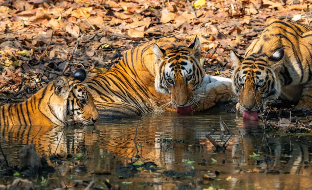 Wild Tigers Drinking Water by Manish Nagpal — canvas wall art