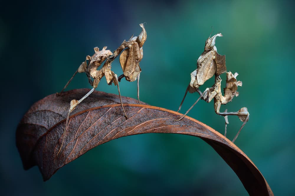 Ghost Mantises on Leaf by Jimmy Hoffman — canvas wall art