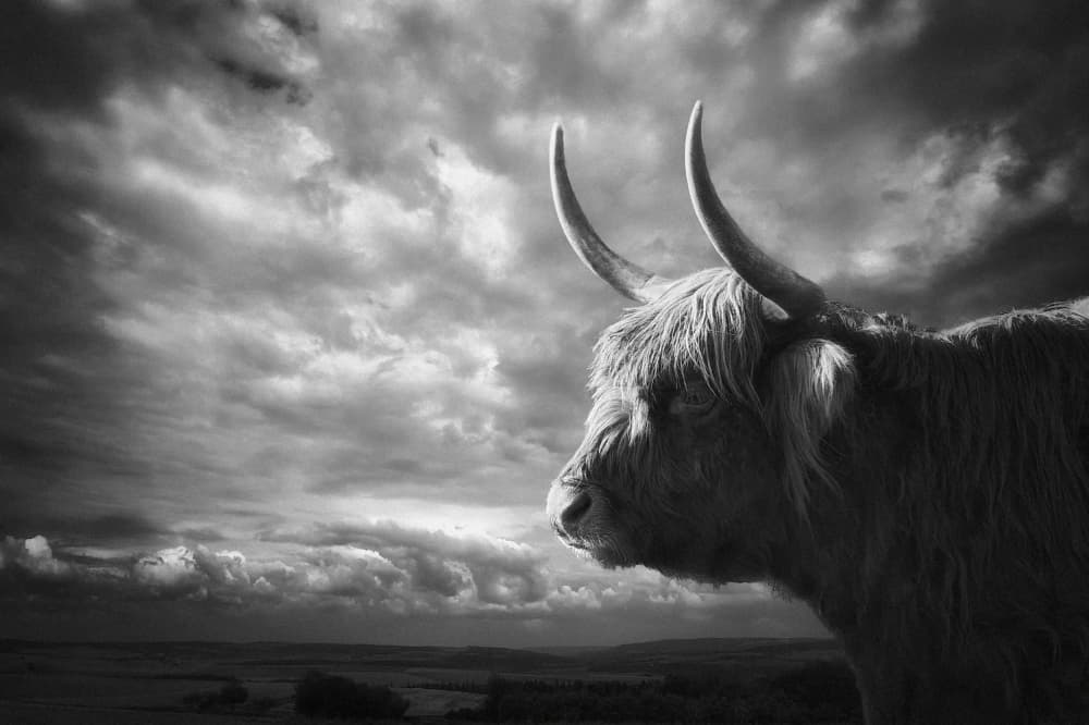 Majestic Highland Cow by Holger Droste — canvas wall art