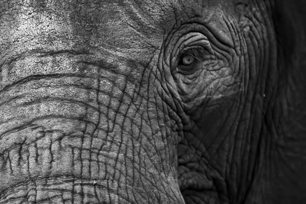 Soulful Elephant Eye by Marco Pozzi — canvas wall art