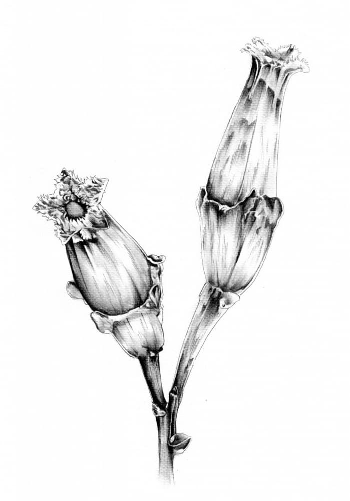 Botanical Flower Study by Kulik — canvas wall art