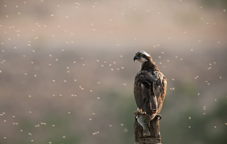 Osprey and Golden Swarm by Eyal Amer — canvas wall art