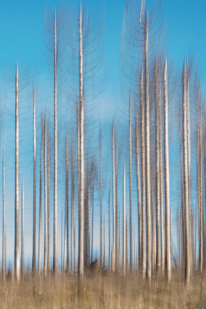 Abstract Vertical Forest by Heike Wolters-Wrase — canvas wall art