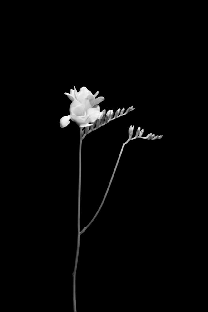 White Freesia Bloom by Melanie Viola — canvas wall art