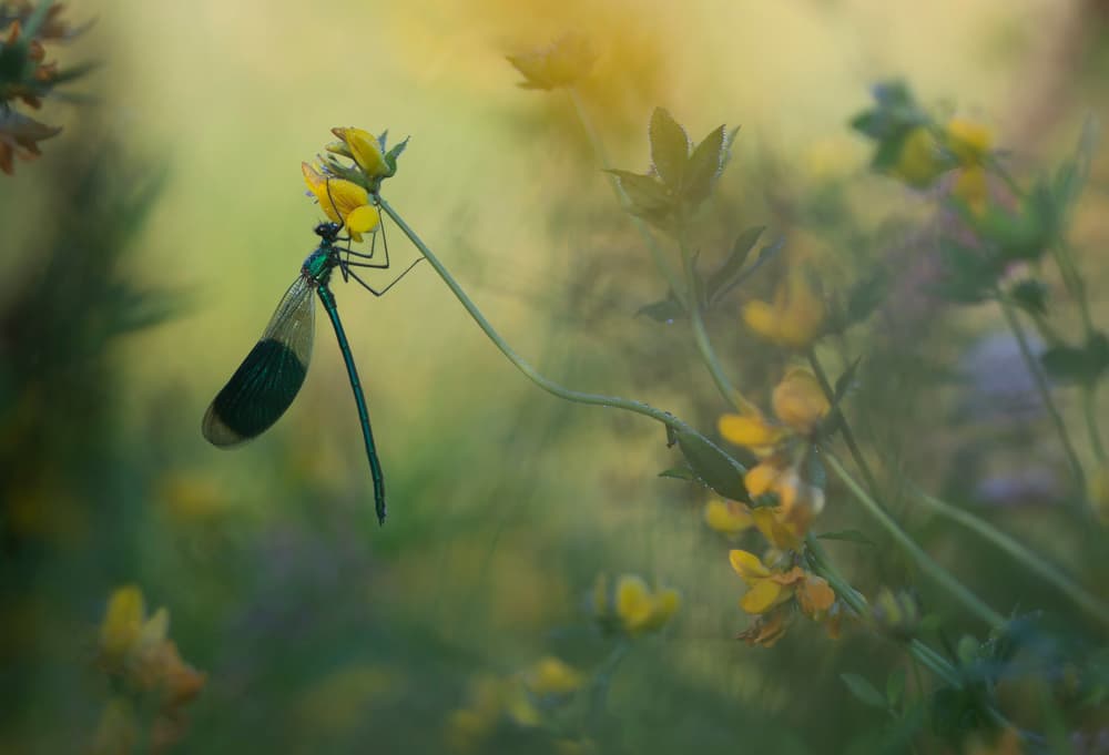 Delicate Damselfly Blossom by Daan de Vos — canvas wall art