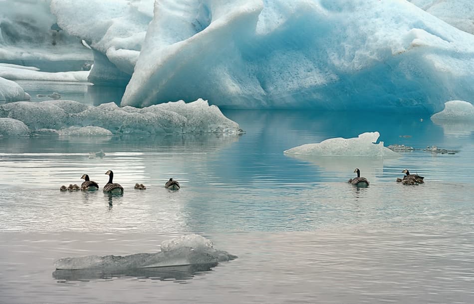 Family of Geese Glacial Lagoon by Izidor Gasperlin — canvas wall art