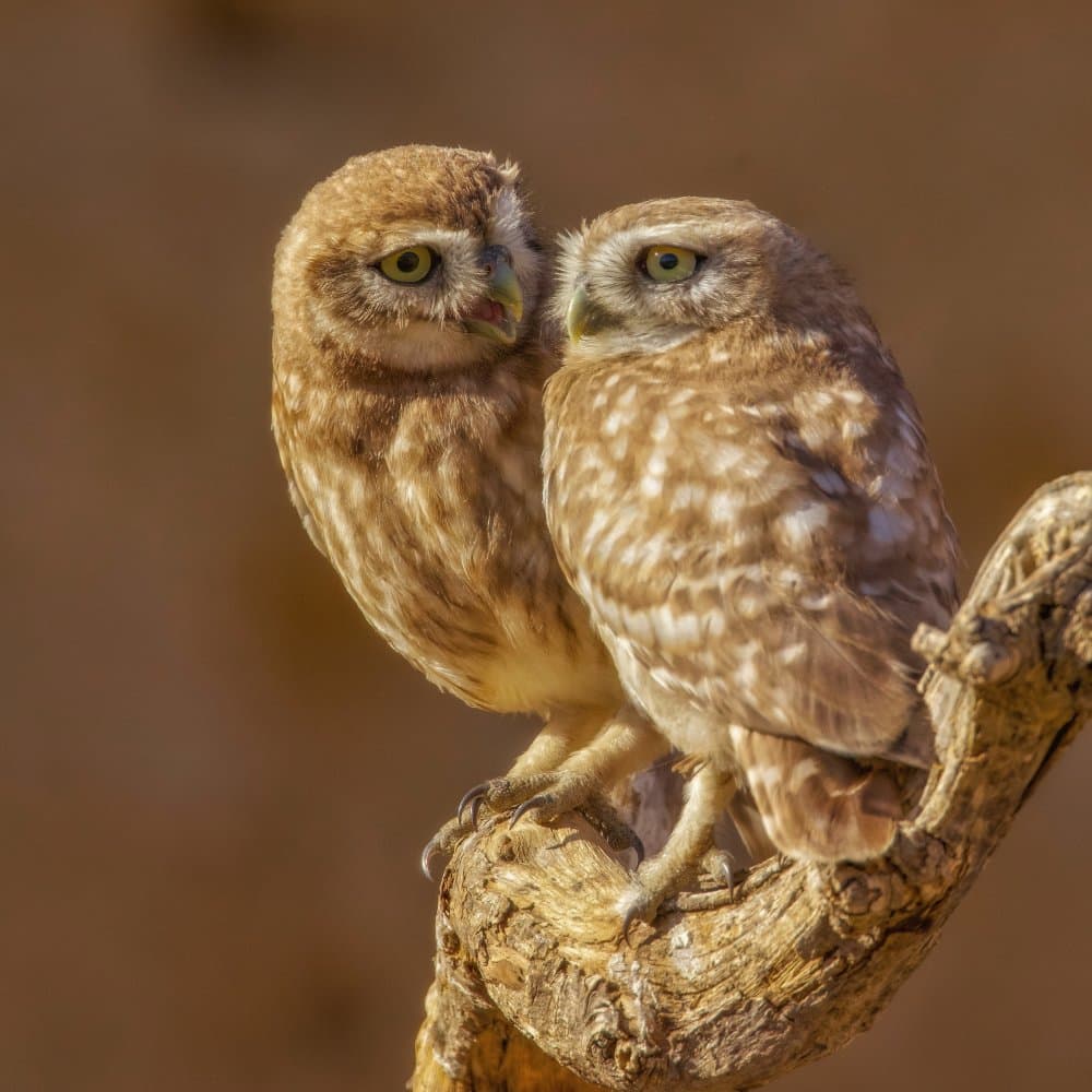 Two Little Owls by David Manusevich — canvas wall art