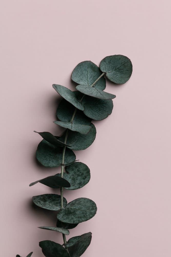 Eucalyptus Pink Blush by Pictufy Studio III — canvas wall art