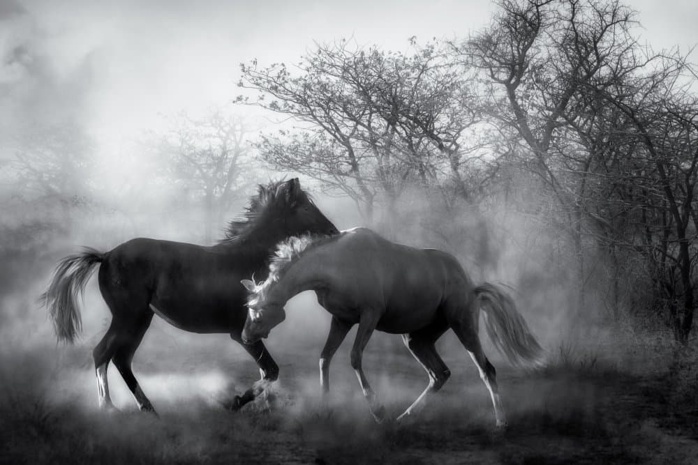 Dusty Horse Play by Charlaine Gerber — canvas wall art