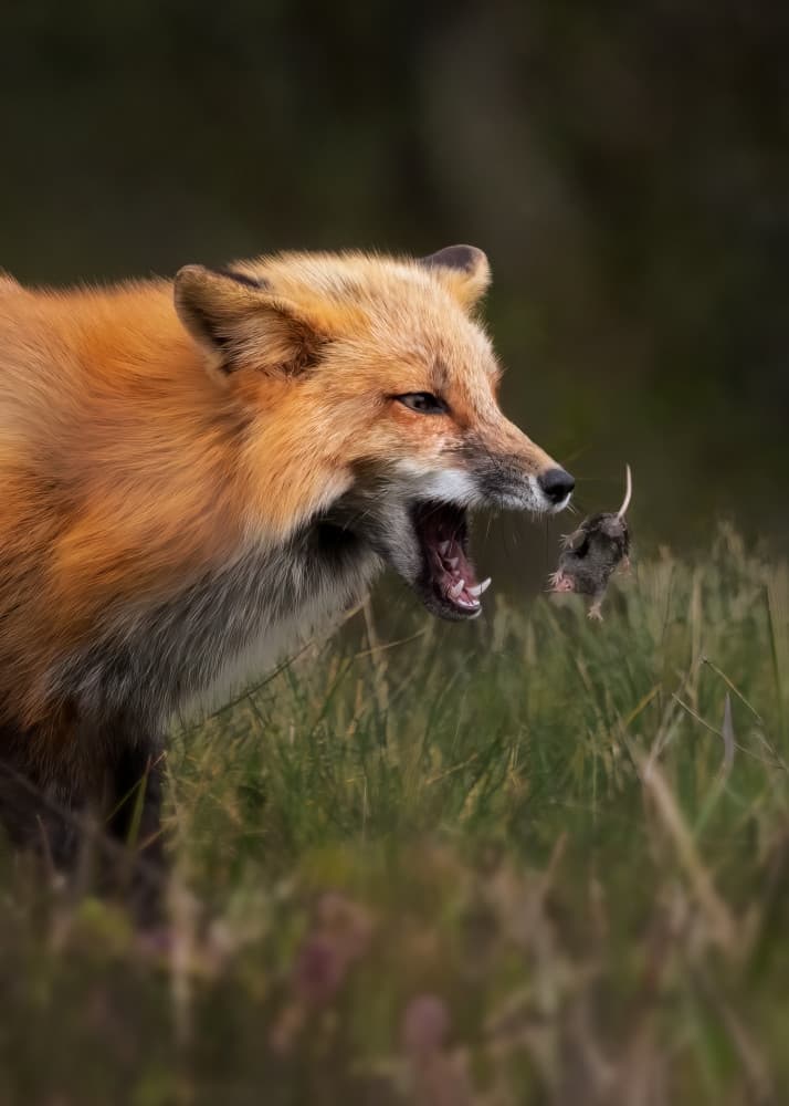Red Fox Hunts Mouse by Hanping Xiao — canvas wall art