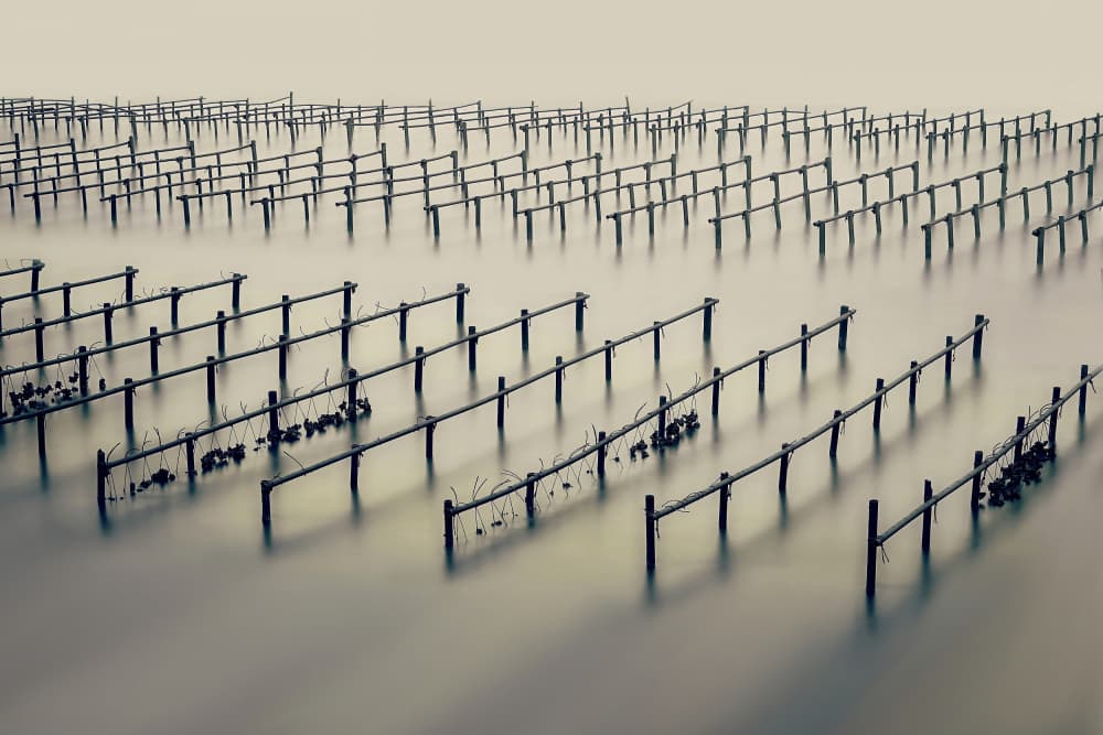 Misty Oyster Farm by MingLun Tsai (蔡明倫) — canvas wall art