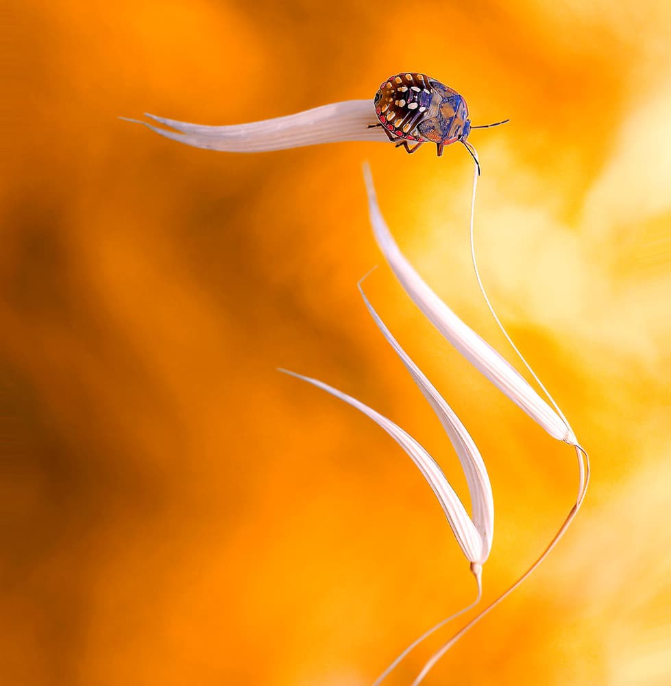 Vivid Bug on Stem by Thierry Dufour — canvas wall art
