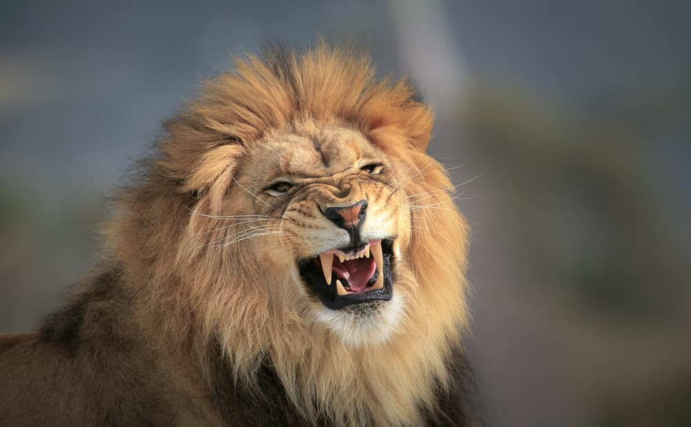 Intense Lion Roar by Jeffrey C. Sink — canvas wall art