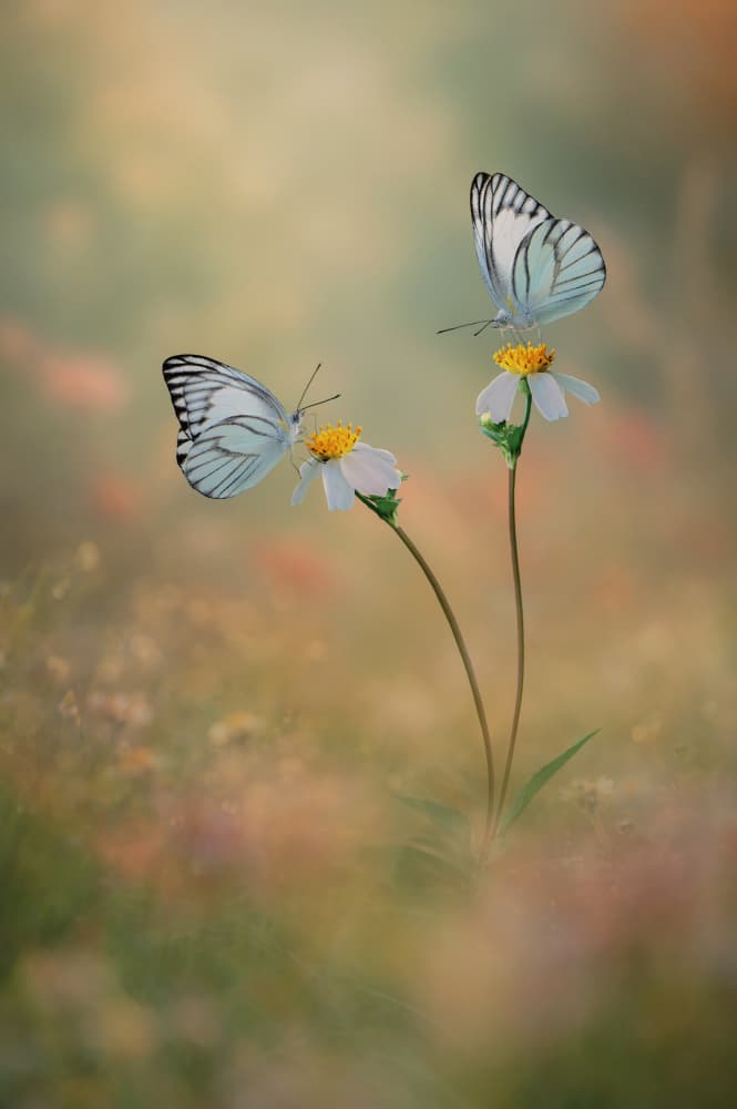White Butterflies on Bloom by Edy Pamungkas — canvas wall art