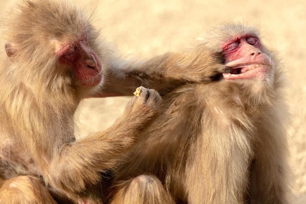 Snow Monkeys Bonding by Eiji Itoyama — canvas wall art