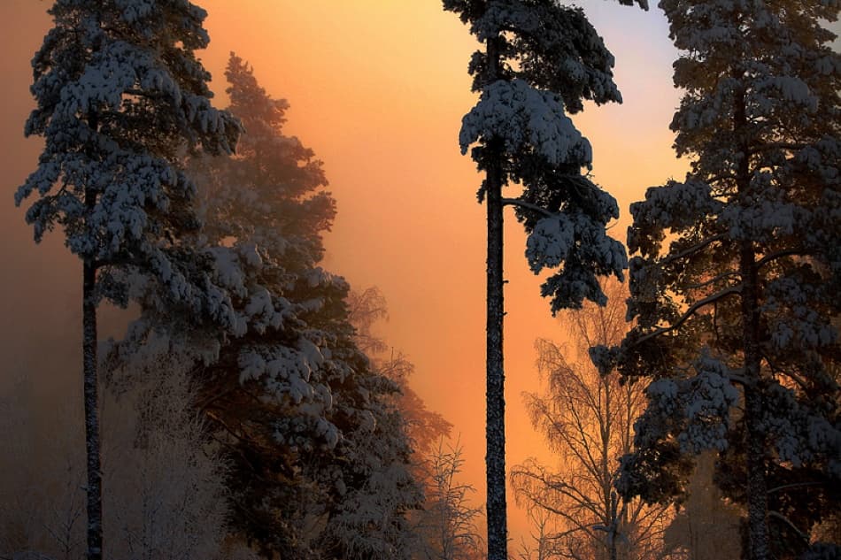 Golden Winter Forest Glow by Bror Johansson — canvas wall art