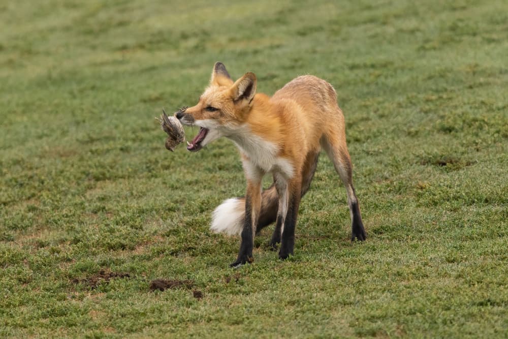 Red Fox With Prey by Bill Lu — canvas wall art