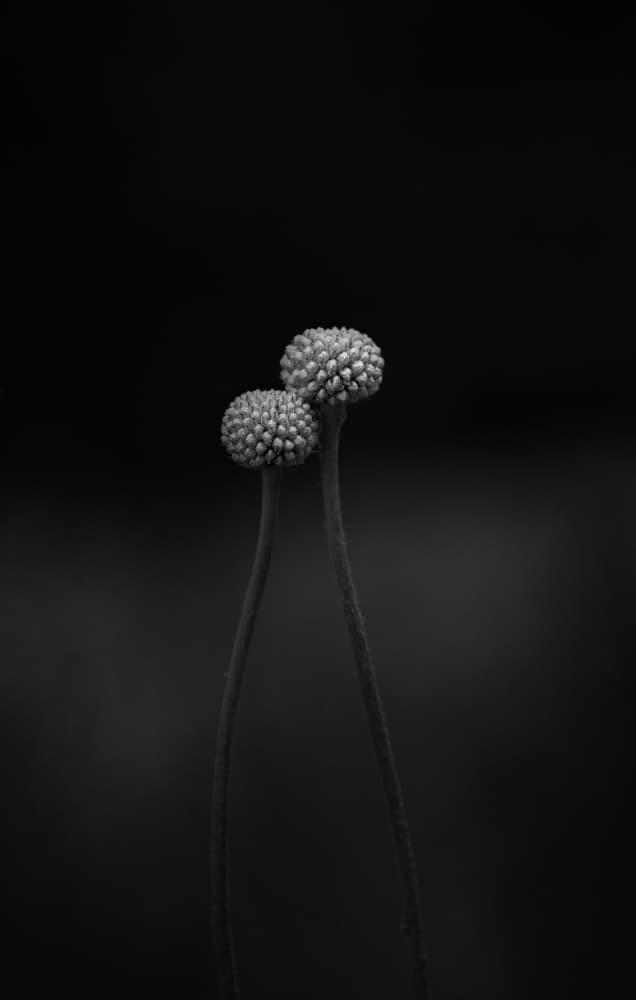 Monochrome Botanical Pair by Lotte Grønkjær — canvas wall art