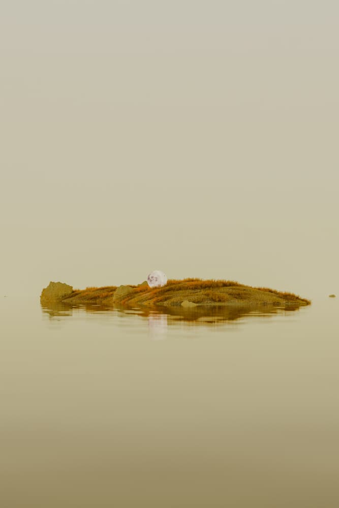 Floating Moss Island Pearl by Javier Pardina — canvas wall art