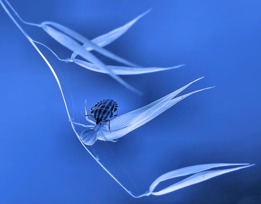 Blue Spider and Prey by Thierry Dufour — canvas wall art