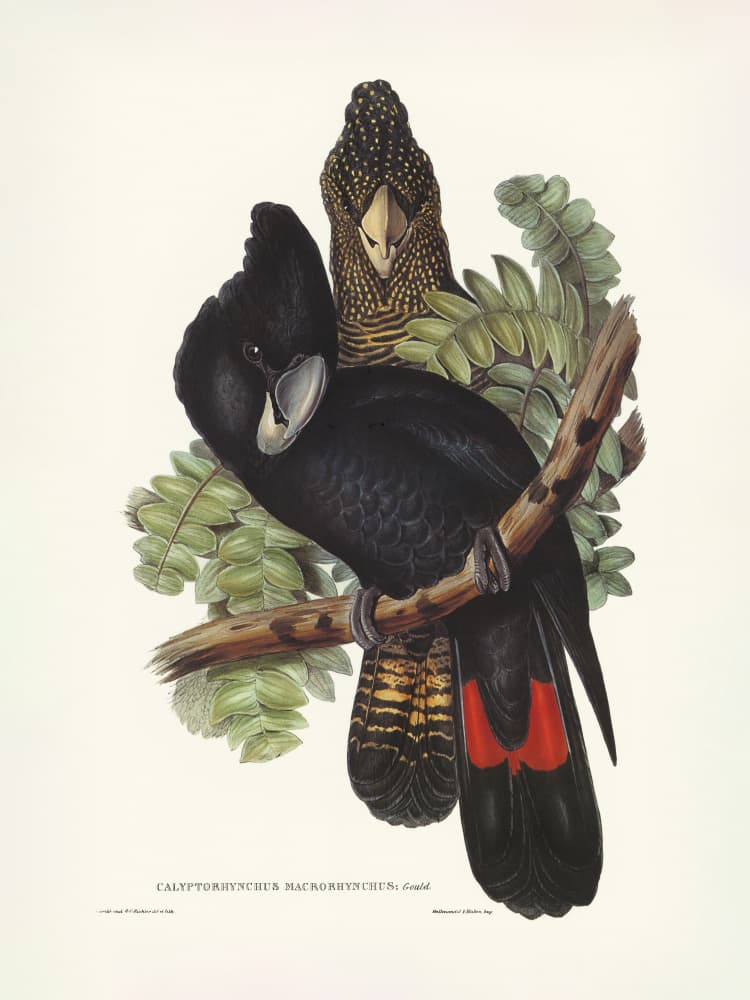 Great Billed Black Cockatoo by Elizabeth and John Gould — canvas wall art